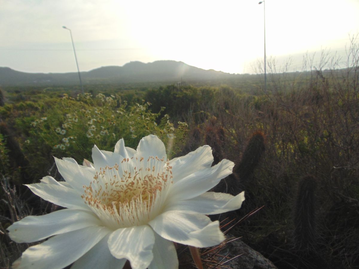 Pronósticos del tiempo con hermosas fotos de oakydoki