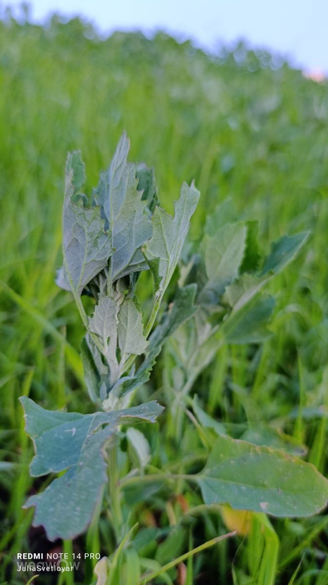 Novosibirskaya Oblast'的天气照片. 天气预报，带ЮЛия_Светлояр精美的照片