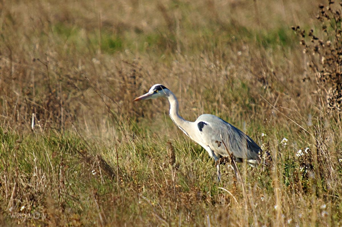 Photographer tony5636, Weather Photos in Calvisson - Weawow