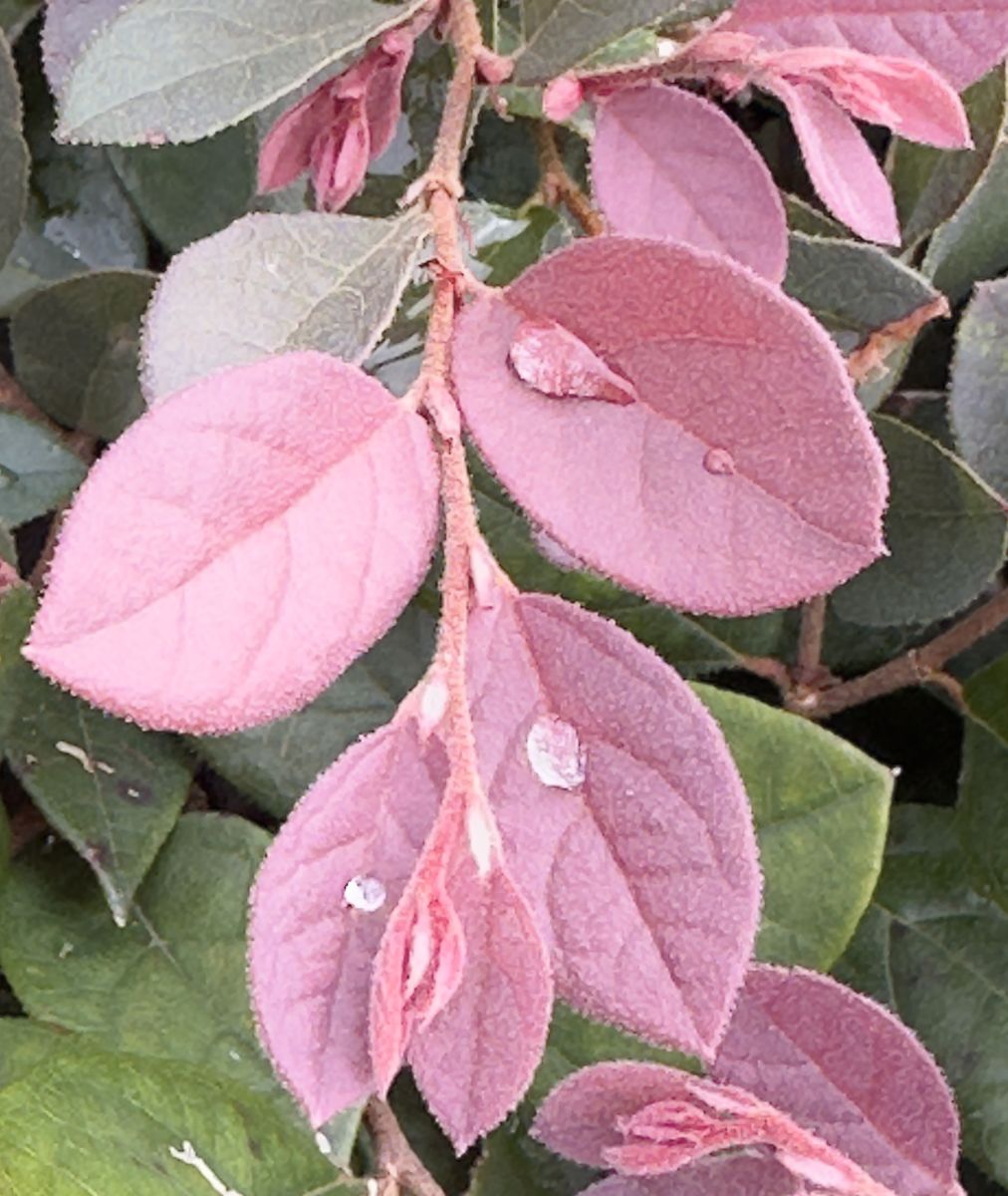 摄影师 RWDacy_SkyArt，Houston的天气照片 - Weawow