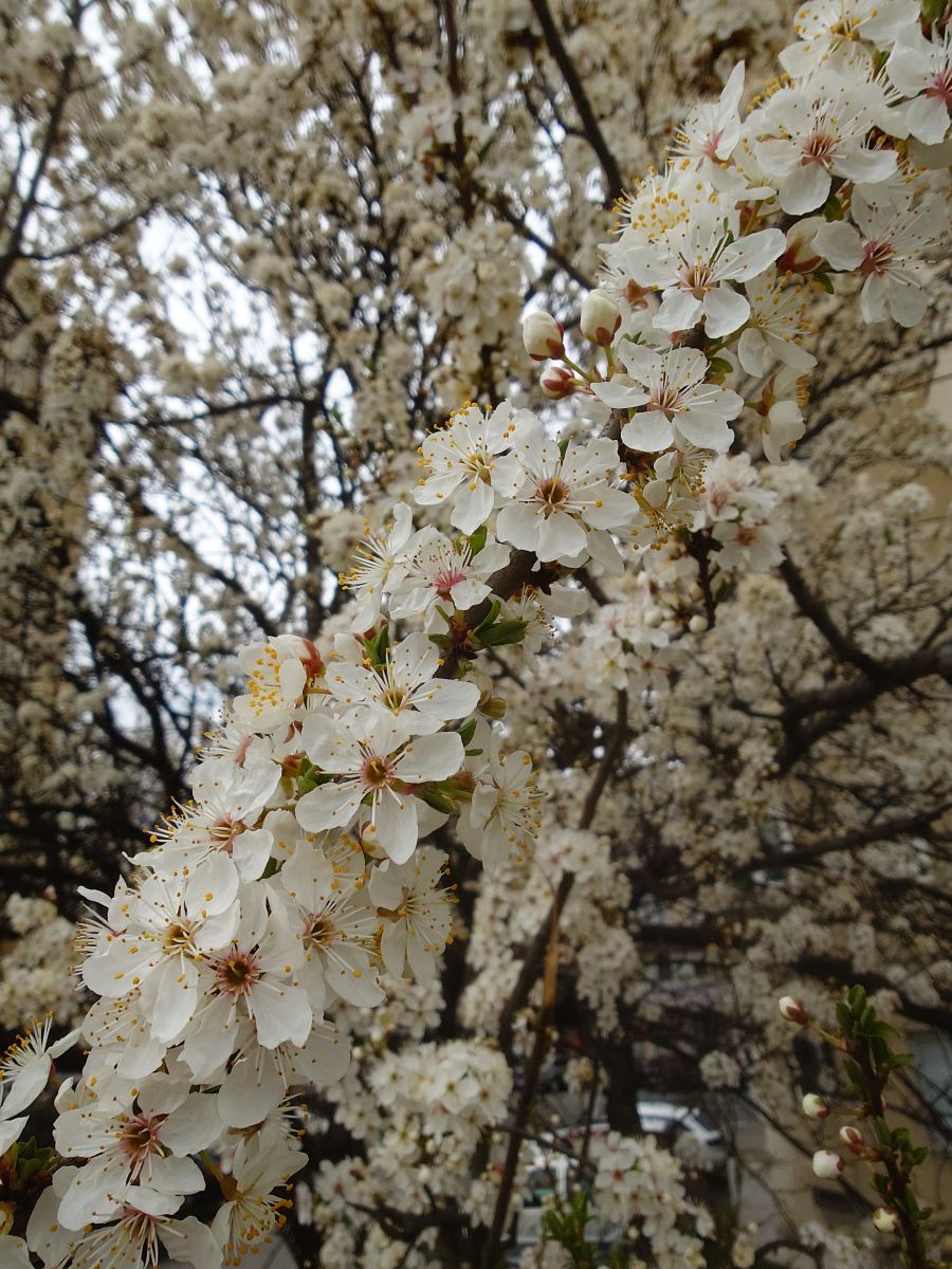 Fotos sobre el clima en Râmnicu Vâlcea. Pronósticos del tiempo con hermosas fotos de Evgeniy79