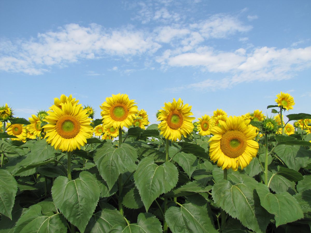 Sviatoslavの美しい写真による天気予報