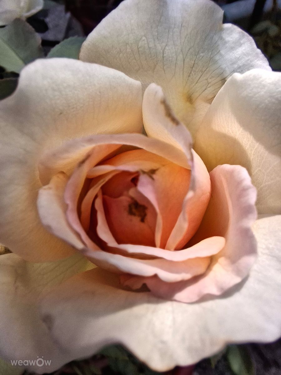 Фотограф Wen-ya Huang, Фотографии Погоды в Kaohsiung City - Weawow