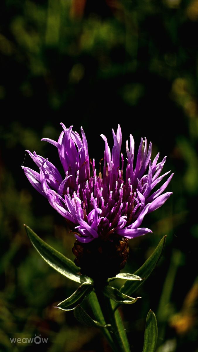 Weather Photos in Bavaria. Weather forecasts with beautiful photos by Hela