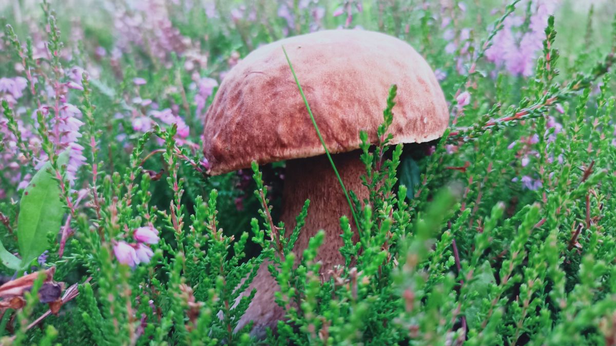 Photos météo à Kamenický Šenov. Prévisions météo avec de superbes photos de Anna Raková