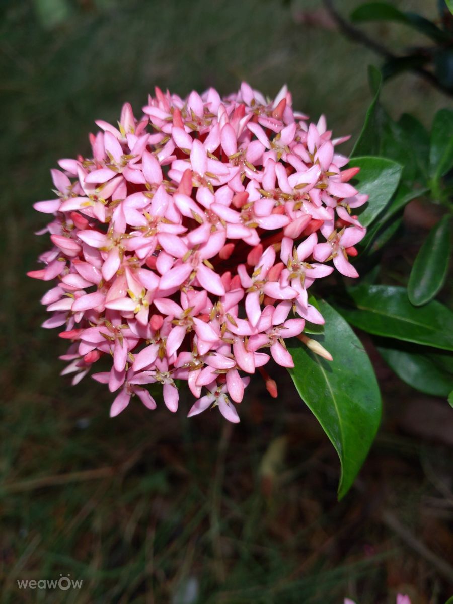 Fotografos Wen-ya Huang, Fotos do tempo em Kaohsiung City - Weawow