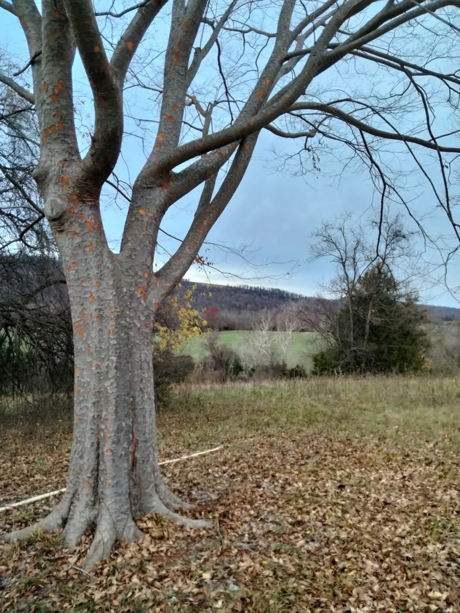 Clima En Charlottesville Vanull