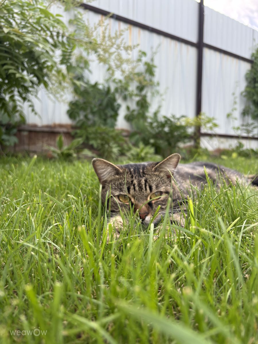 Fotos sobre el clima en Abakán. Pronósticos del tiempo con hermosas fotos de Gavr166