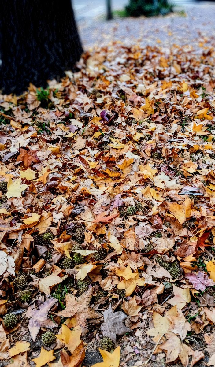 Photographer SEBASTIAN14, Weather Photos in Olivos - Weawow