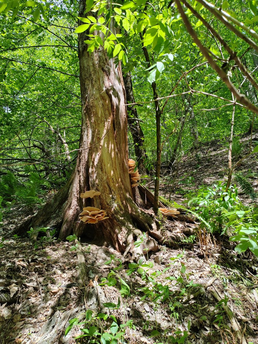 Photographer Albert_Smelovtsev, Weather Photos in Roza Khutor - Weawow