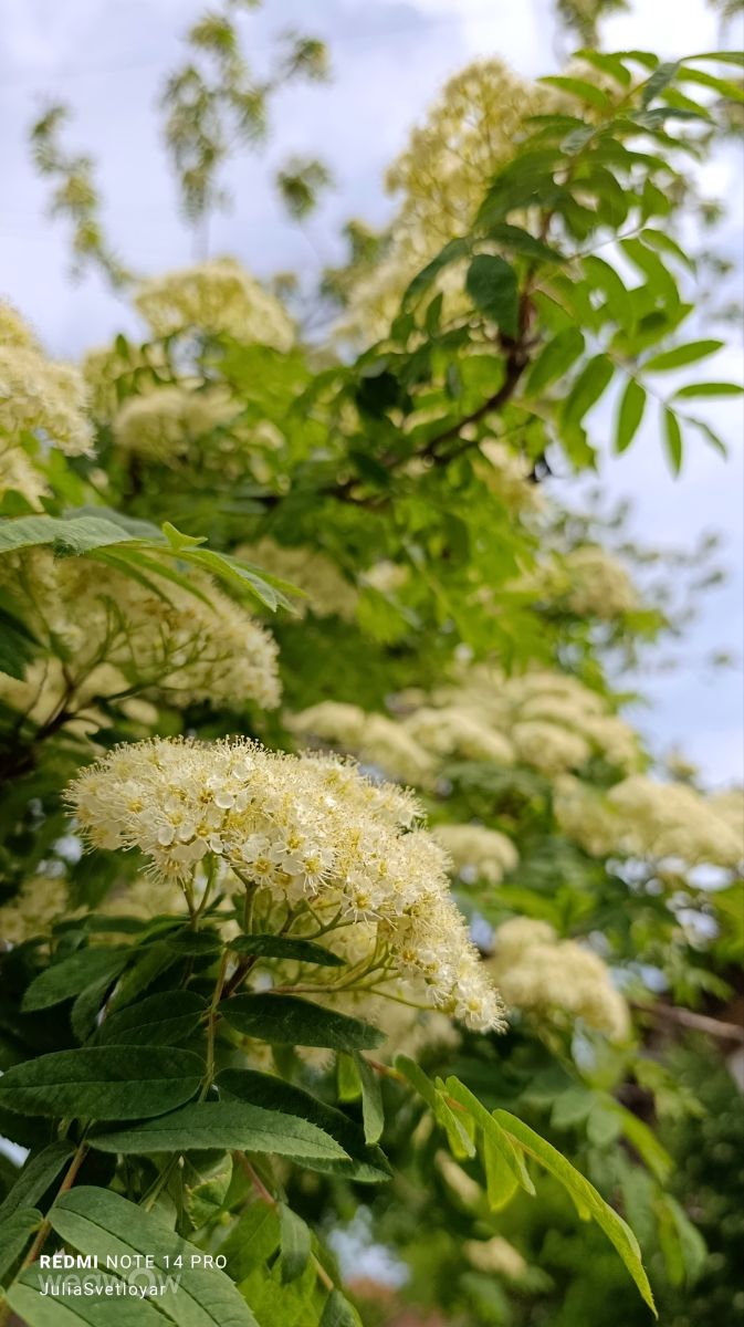 Fotos sobre el clima en Novosibirsk. Pronósticos del tiempo con hermosas fotos de ЮЛия_Светлояр
