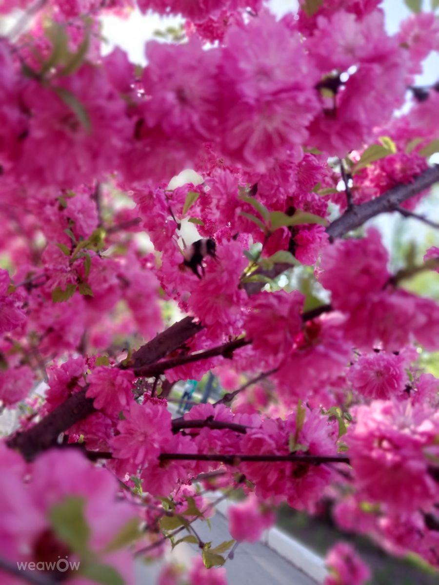 Khabarovsk Krai的天气照片. 天气预报，带SIGMIiX333精美的照片