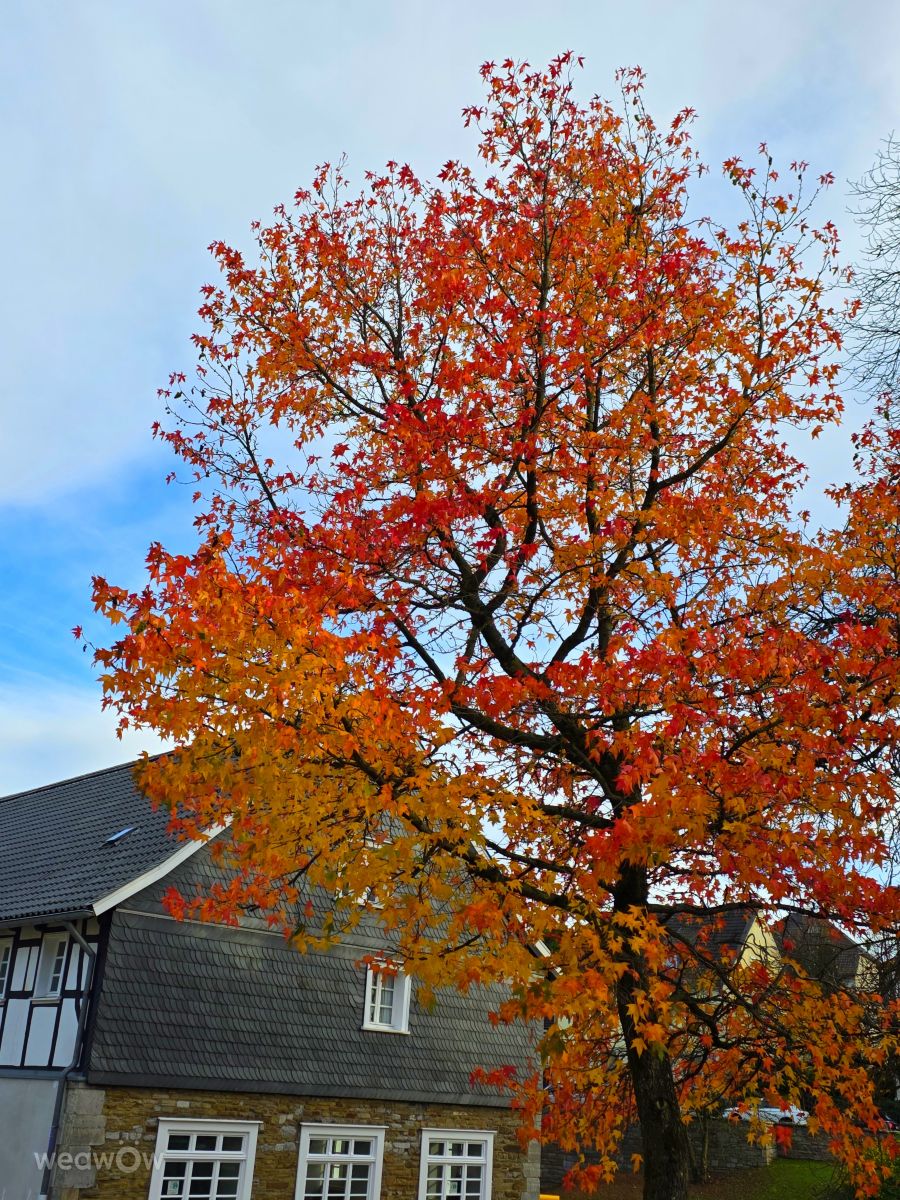 Photographer Seni, Weather Photos in Velbert - Weawow