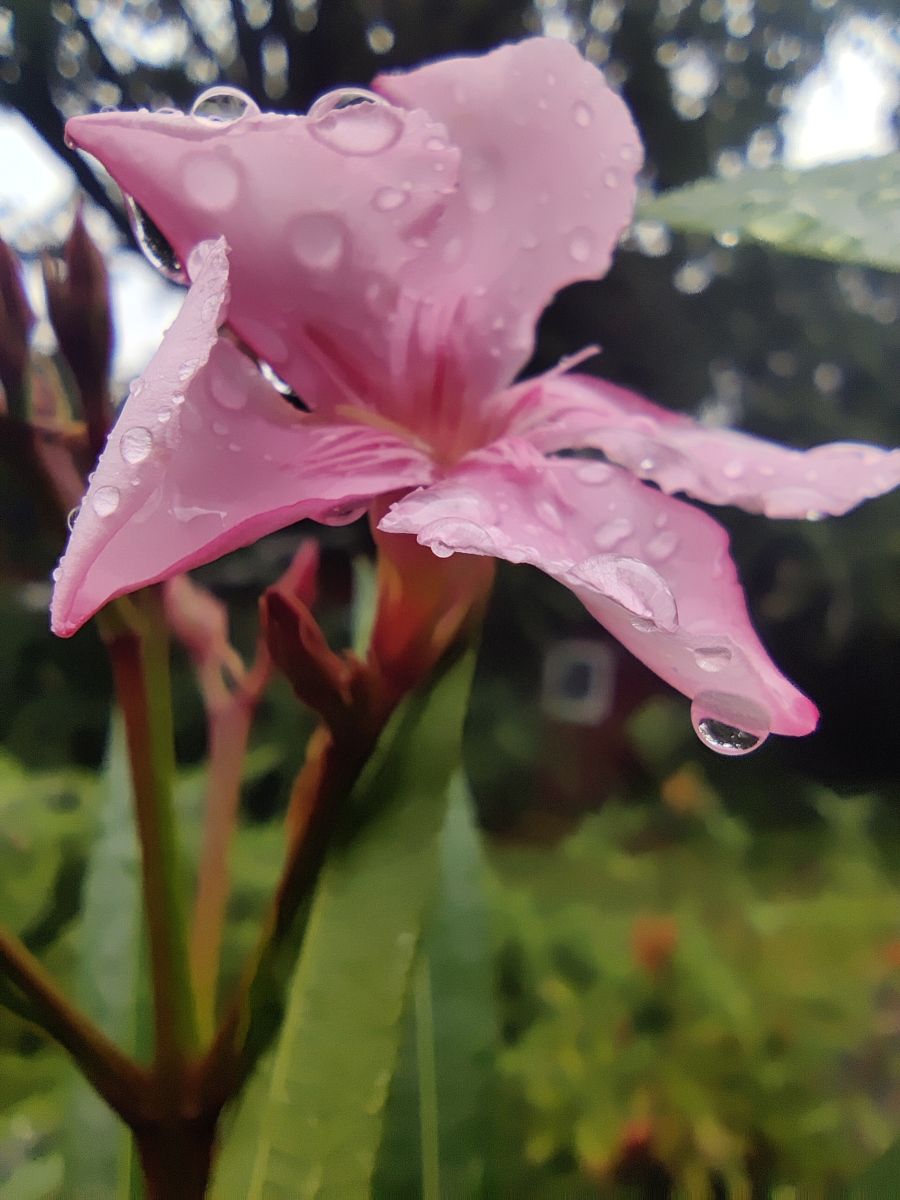 摄影师 Zorrra，Kladow的天气照片 - Weawow