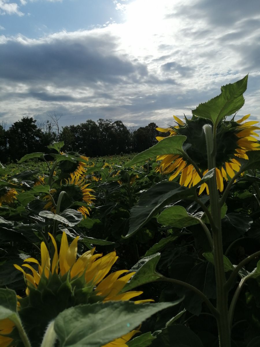 Weather Photos in Austria. Weather forecasts with beautiful photos by Augustin