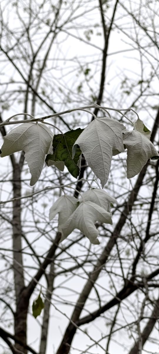 Fotos sobre el clima en Kolpino. Pronósticos del tiempo con hermosas fotos de Lena_Glukhova