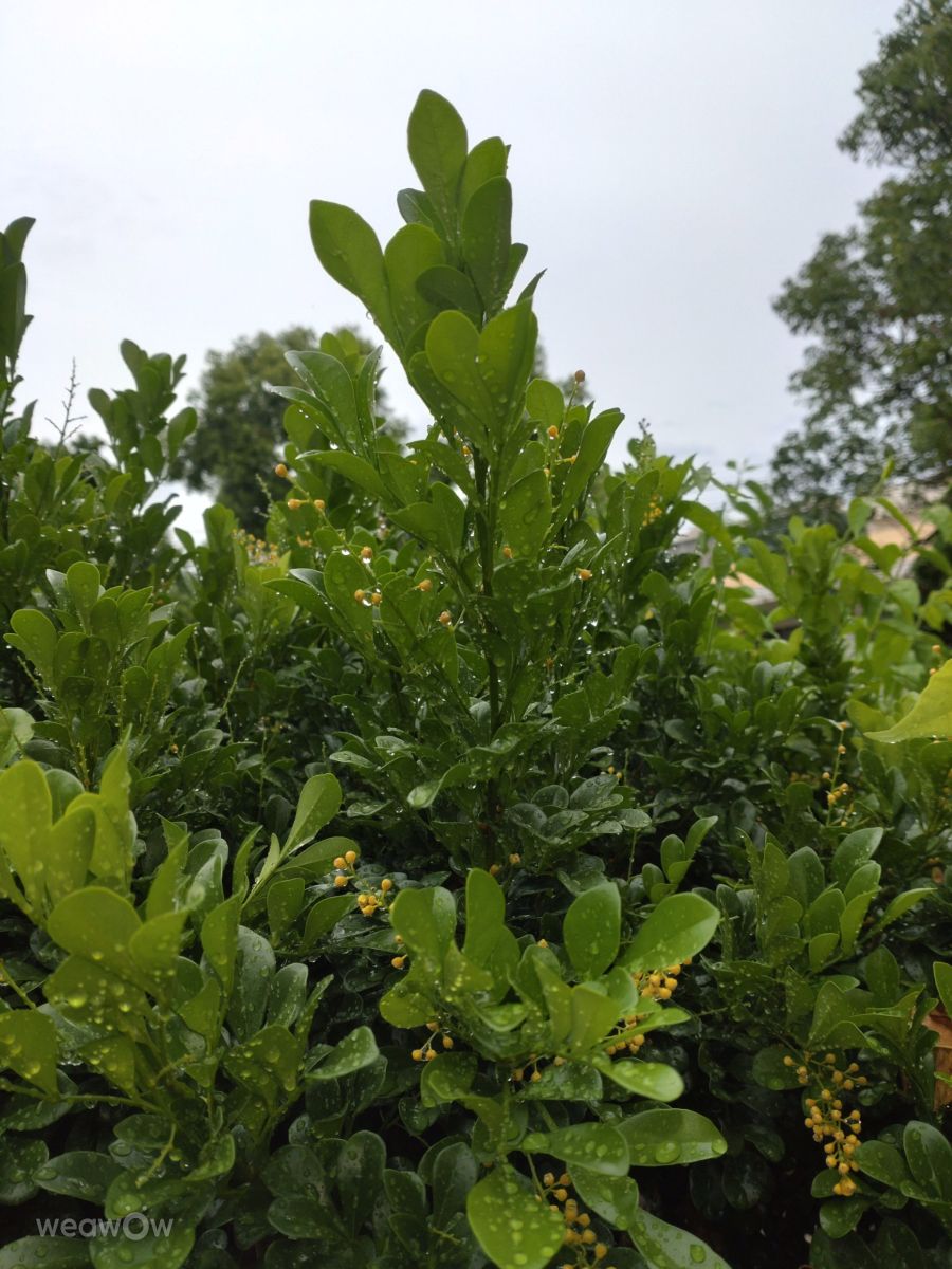 Fotografos Wen-ya Huang, Fotos do tempo em Kaohsiung City - Weawow