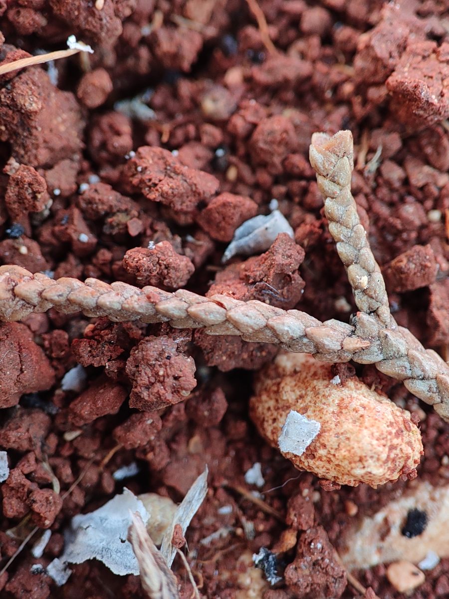 Fotos do tempo em Ḩamāh. Previsões do tempo com lindas fotos de Fabiana Rosa Marten