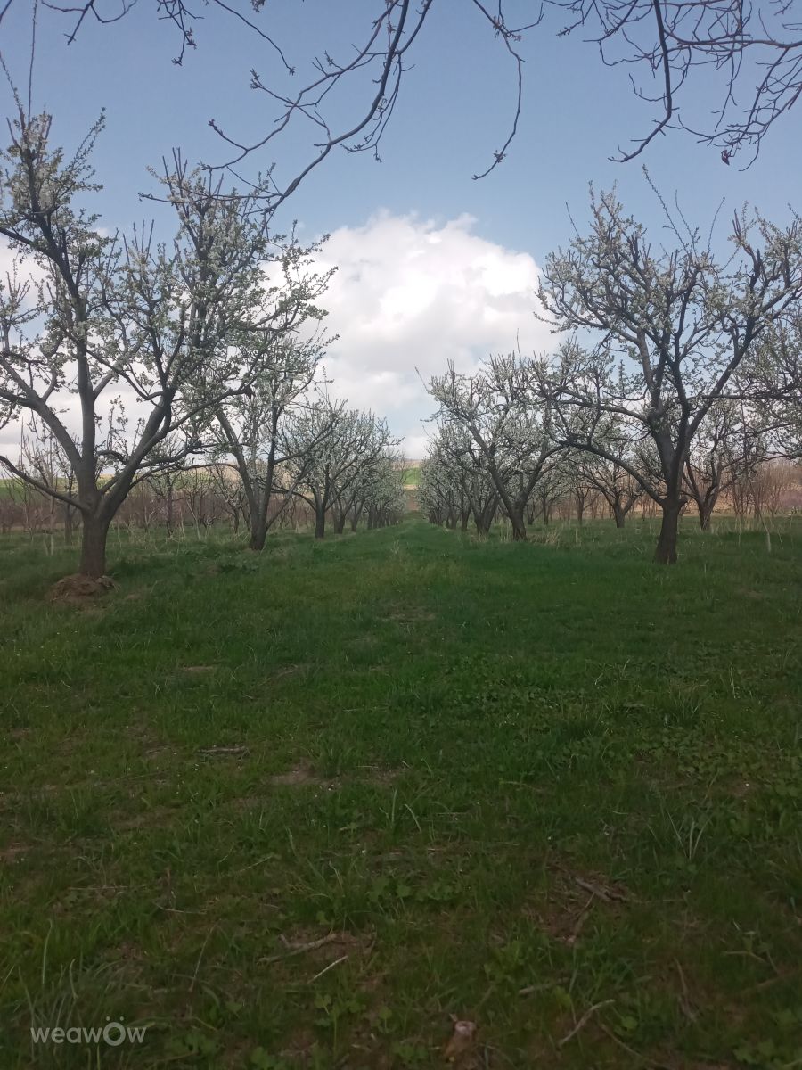 Weather Photos in Nahavand. Weather forecasts with beautiful photos by Da1363