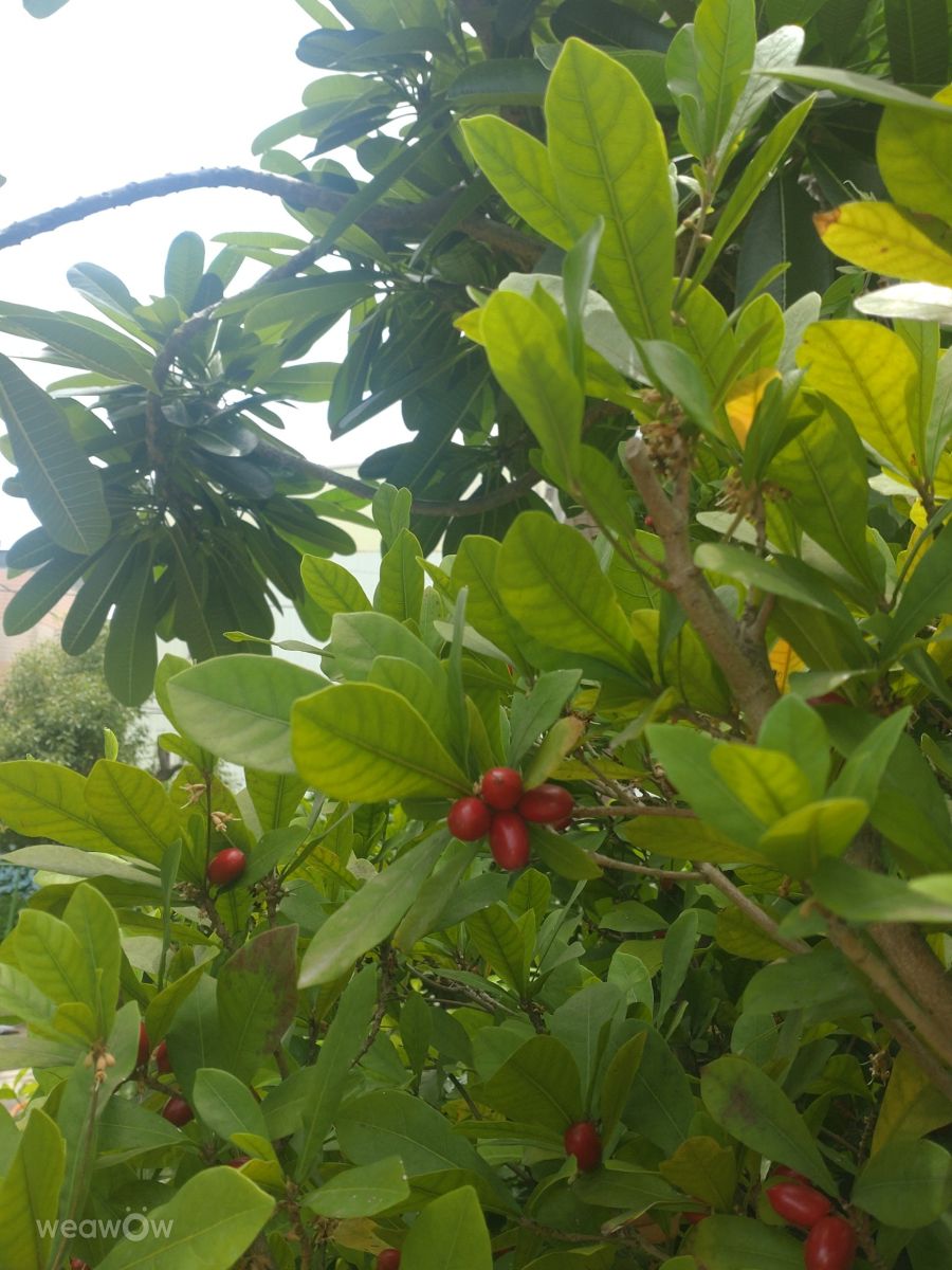 Photographer Wen-ya Huang, Weather Photos in Kaohsiung City - Weawow