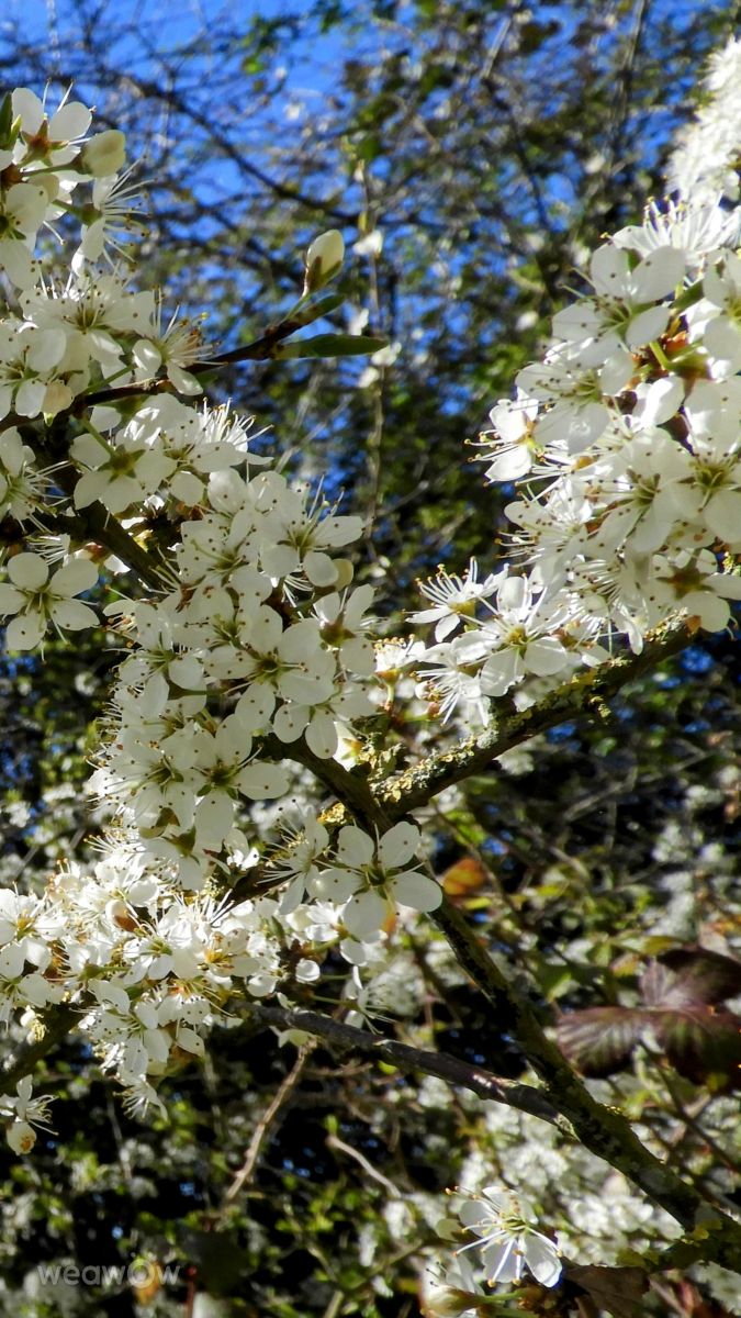 Weather Photos in Yarwell Mill Country Park. Weather forecasts with beautiful photos by kns666