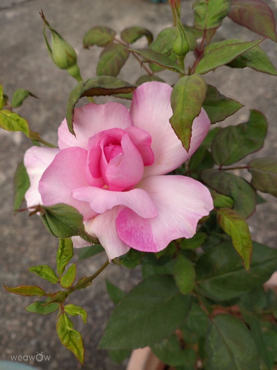 Photographer Wen-ya Huang, Weather Photos in Kaohsiung City - Weawow