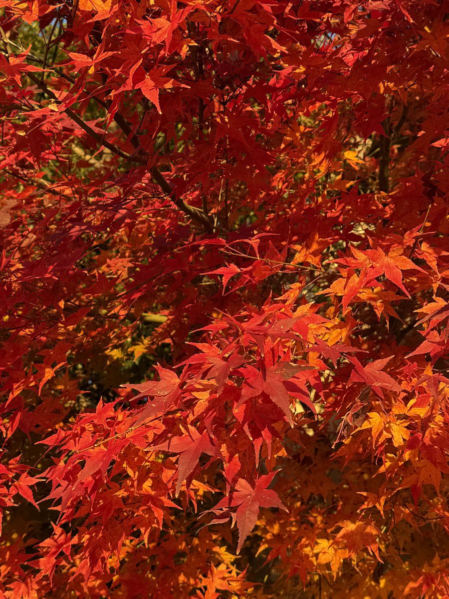 岡山縣的天气照片. 天气预报，带あさのジジ精美的照片