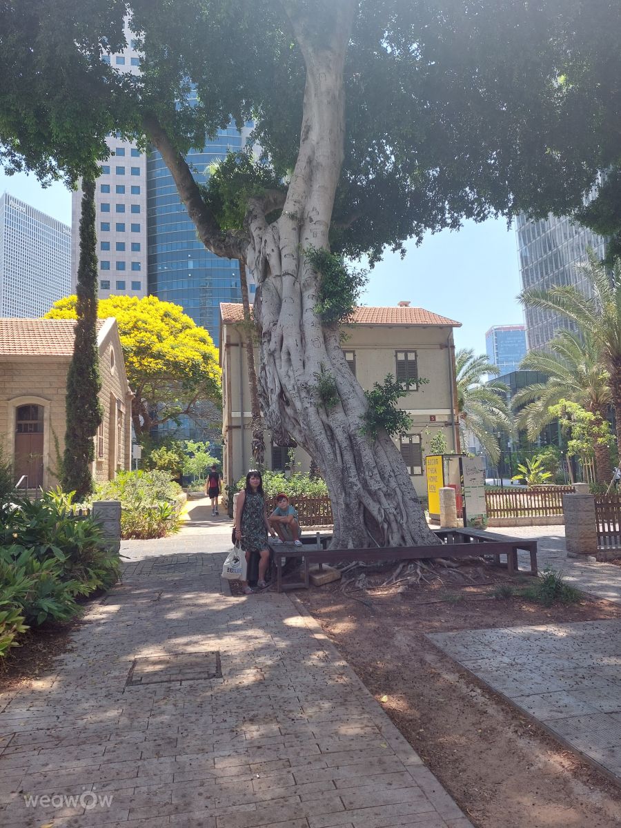 Fotos sobre el clima en Tel Aviv. Pronósticos del tiempo con hermosas fotos de InnaMoon