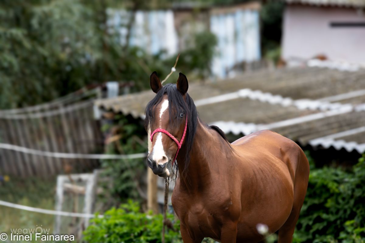Fotos do tempo em Vaslui. Previsões do tempo com lindas fotos de IrinelFainarea