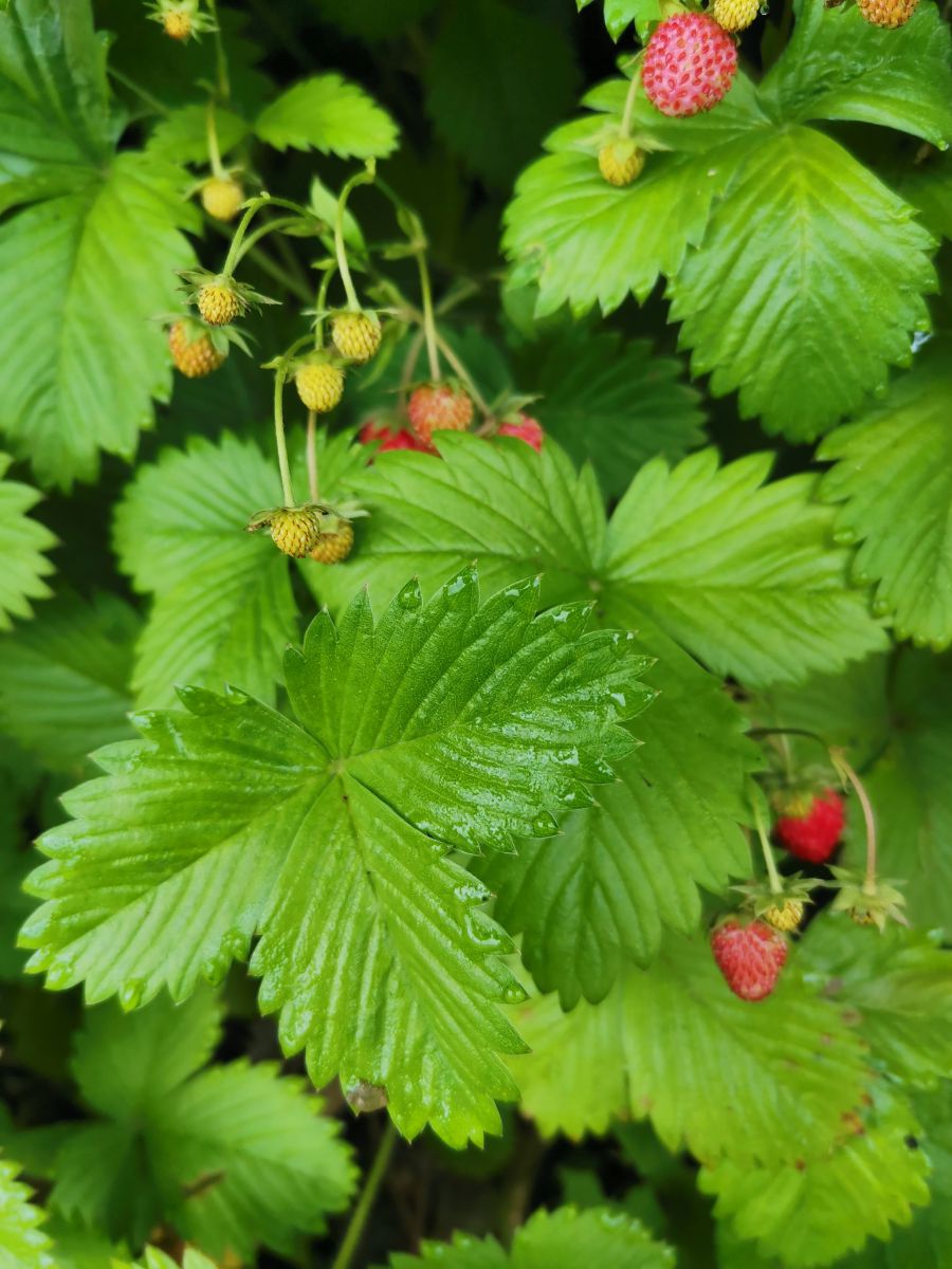 Photographer Albert_Smelovtsev, Weather Photos in Roza Khutor - Weawow