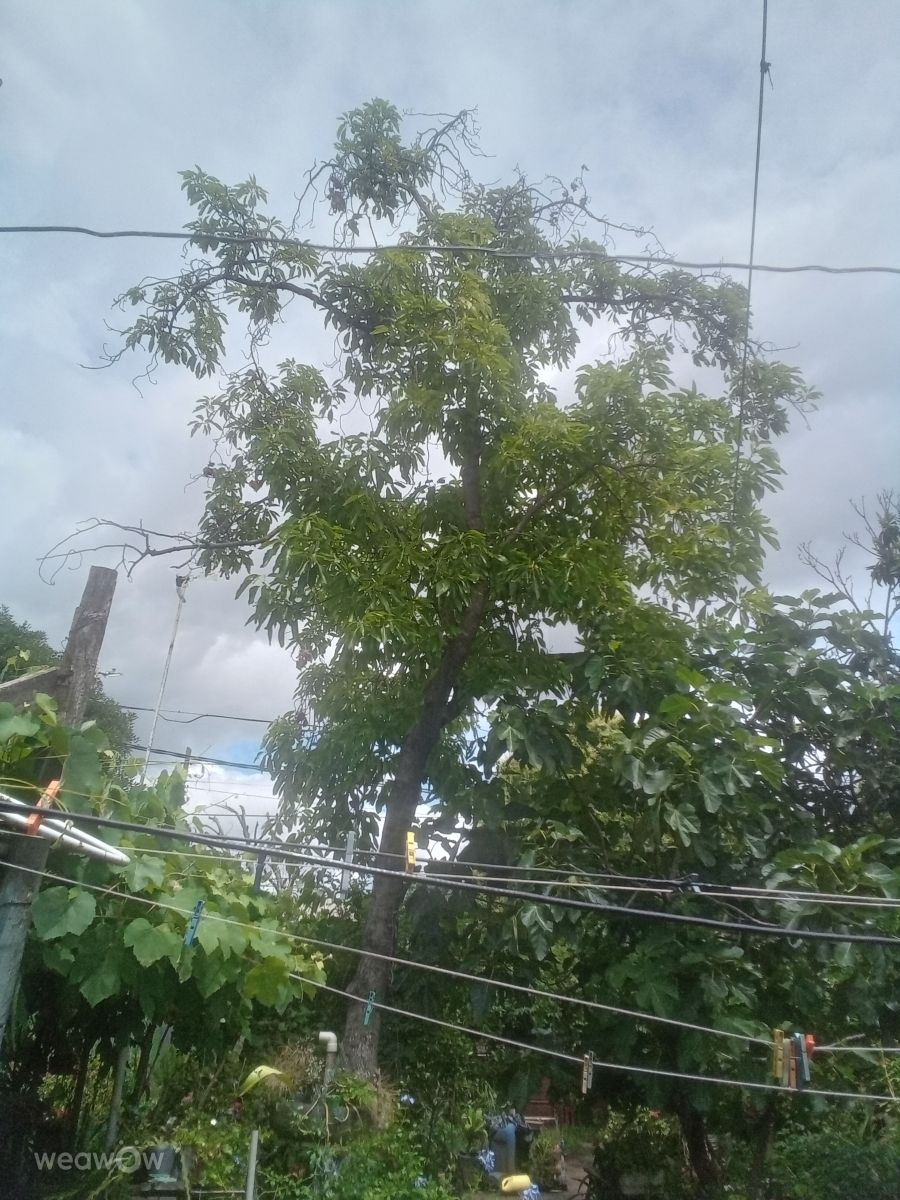 Weather Photos in Grand Bourg. Weather forecasts with beautiful photos by GabyOdre