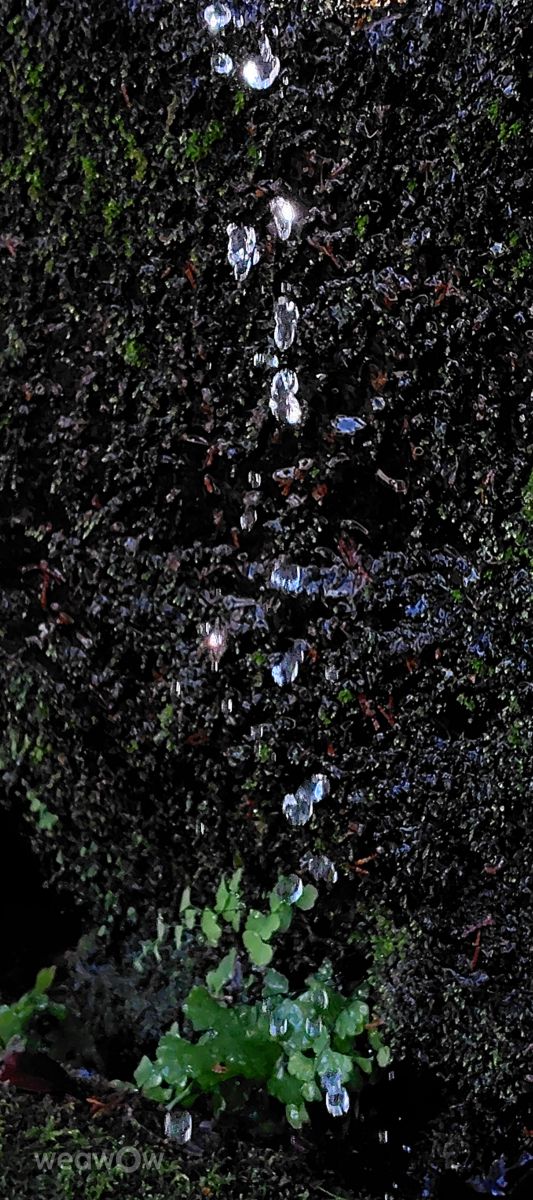 Photographer umemui, Weather Photos in Honshu - Weawow