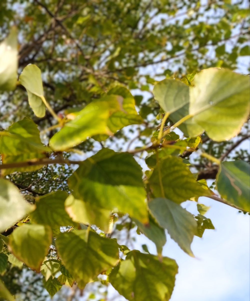 ルハーンシクの天気写真. Анжの美しい写真による天気予報