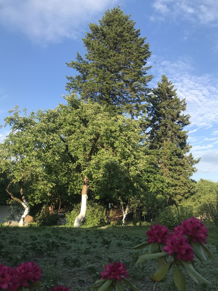 Fotos sobre el clima en Sovetsk. Pronósticos del tiempo con hermosas fotos de set479