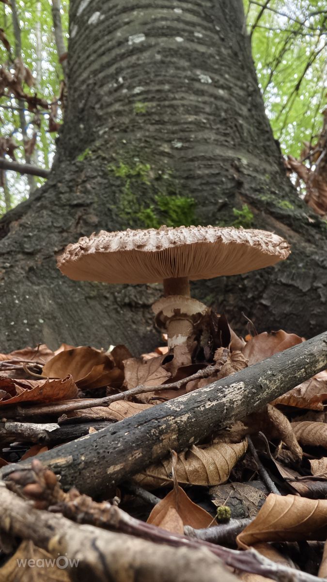 Photos météo à Bihor. Prévisions météo avec de superbes photos de MakiCami