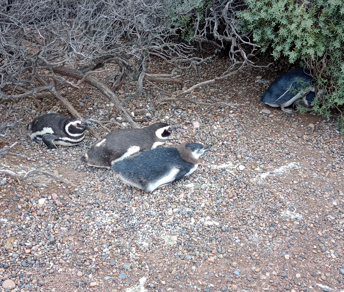 Weather Photos in Chubut. Weather forecasts with beautiful photos by MelLezcano19