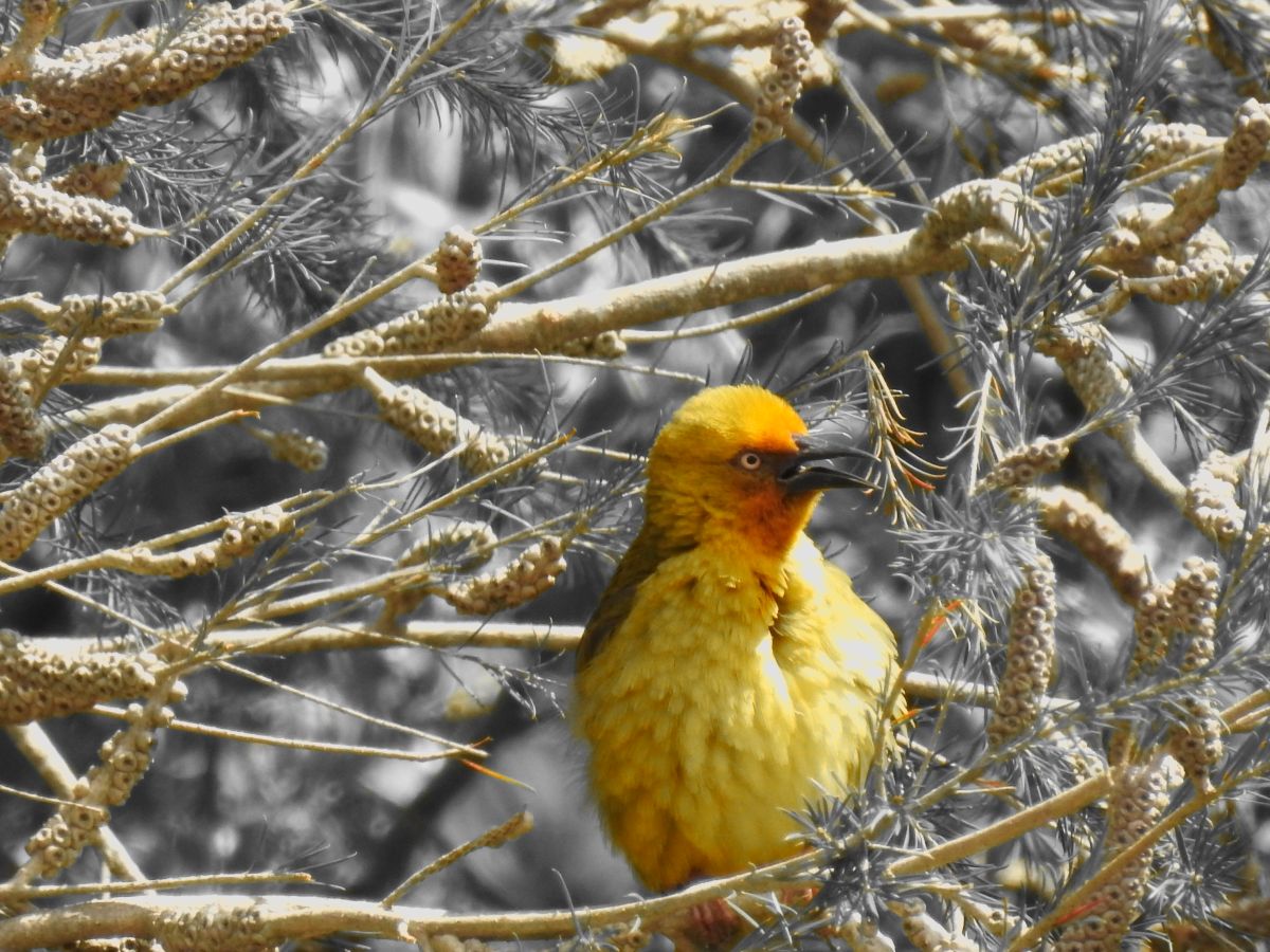 天气预报，带Step_Gently精美的照片