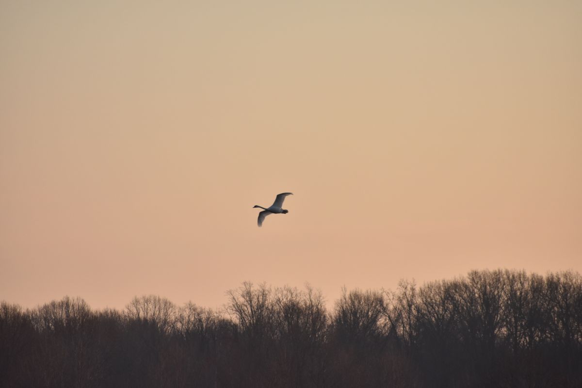 Фотограф krantzjh, Фотографии Погоды в Muscatatuck National Wildlife Refuge - Weawow