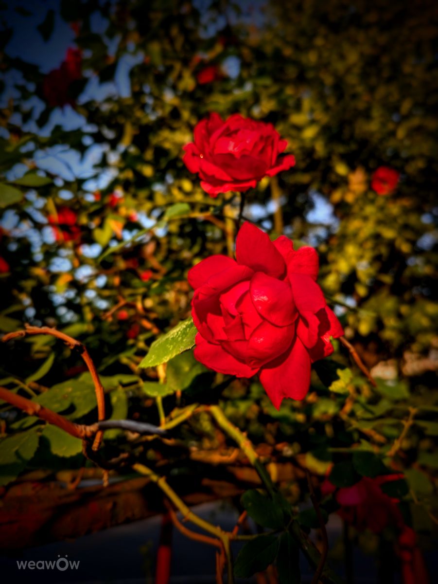 Фотографии Погоды в Одорхею-Секуеск. Прогнозы погоды с чудесными фотографиями, сделанными Yndi74