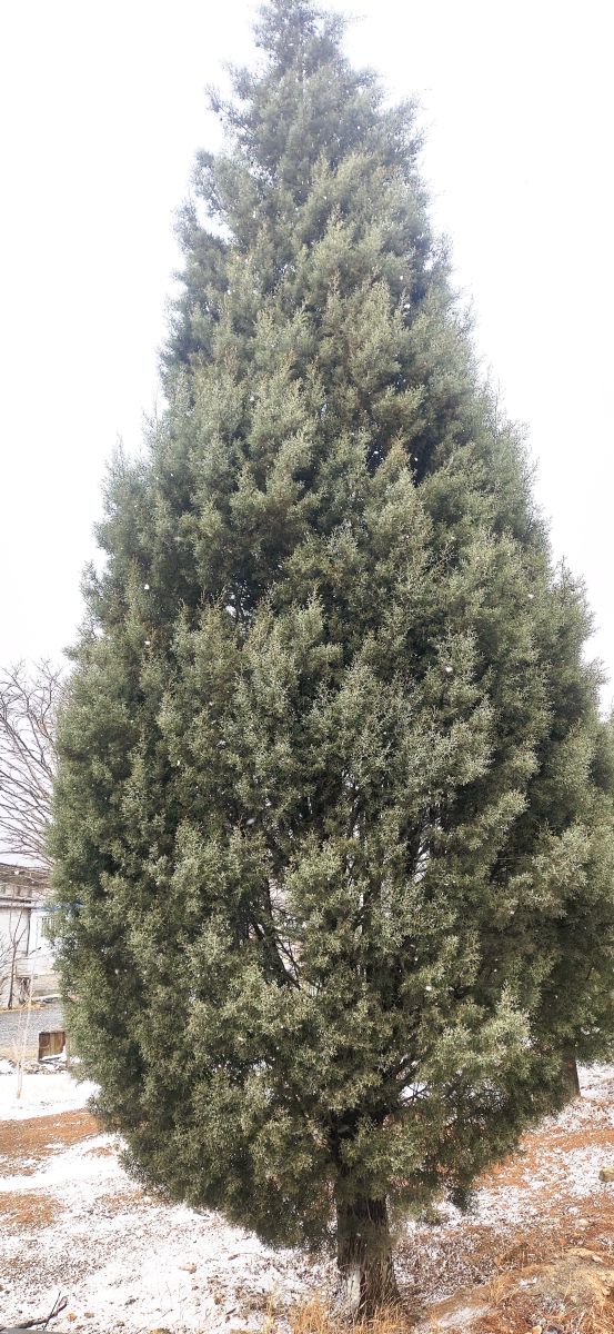 Fotos do tempo em Arāk. Previsões do tempo com lindas fotos de Mrkarimi31