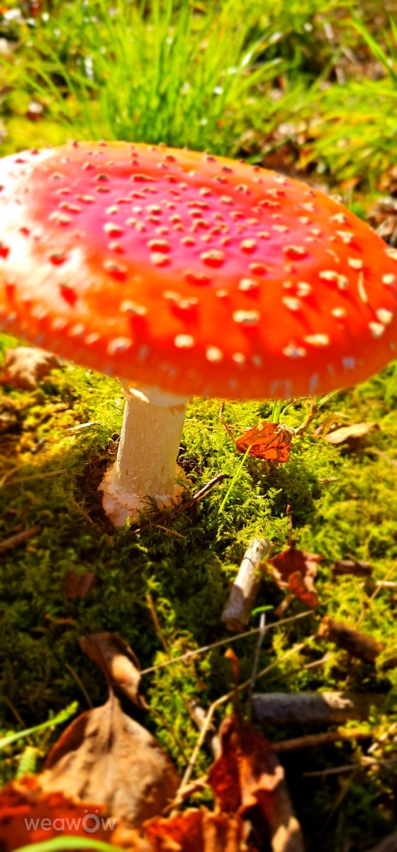 Fotografos Seni, Fotos do tempo em Velbert - Weawow