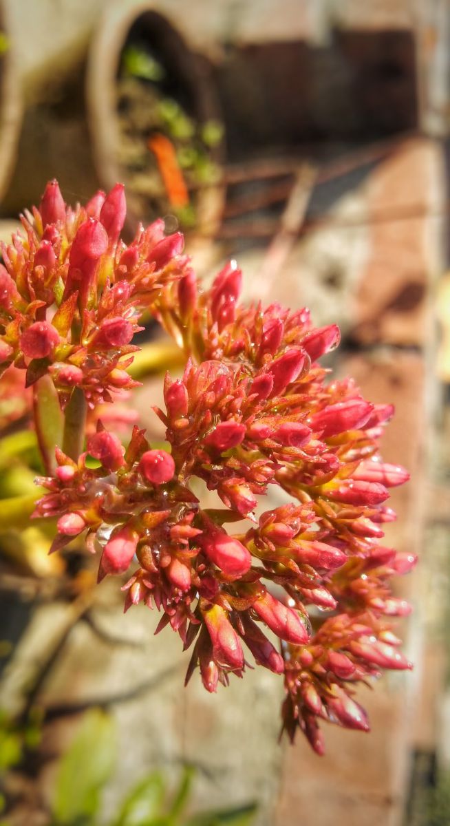 Karnālの天気写真. Raj99の美しい写真による天気予報