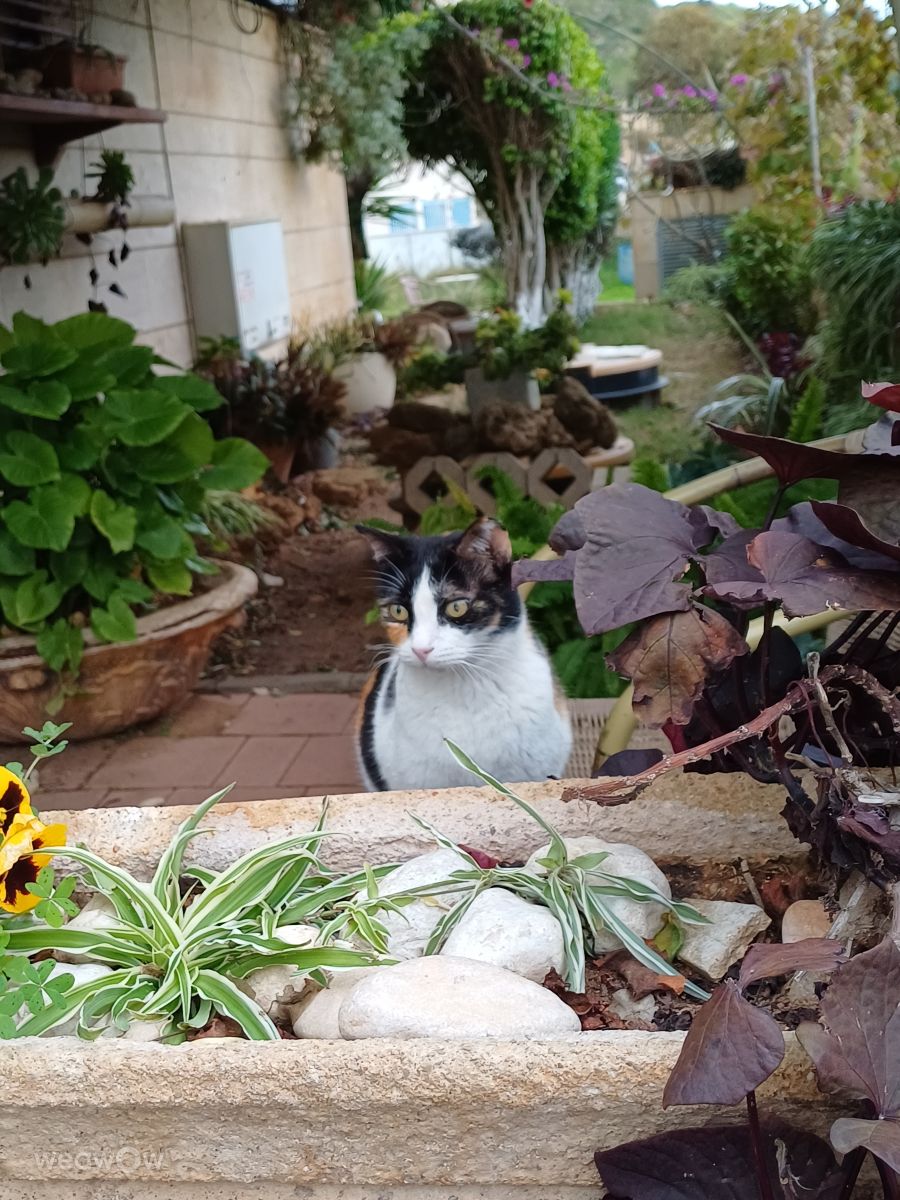 テルアビブ地区の天気写真. Zazaの美しい写真による天気予報