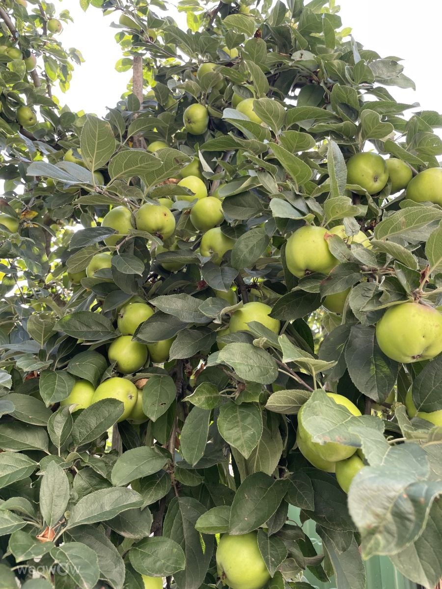 Fotos sobre el clima en Makariv. Pronósticos del tiempo con hermosas fotos de KsenkA