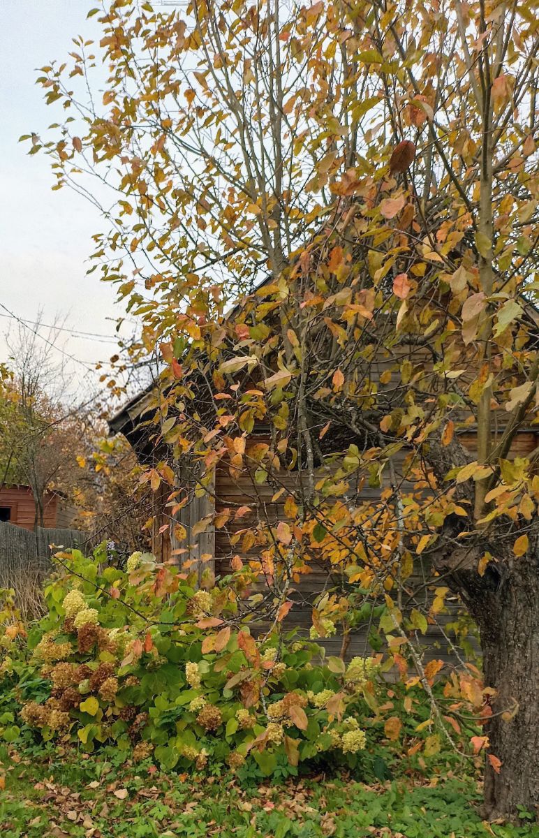 Weather Photos in Moscow Oblast. Weather forecasts with beautiful photos by 19Larisa46