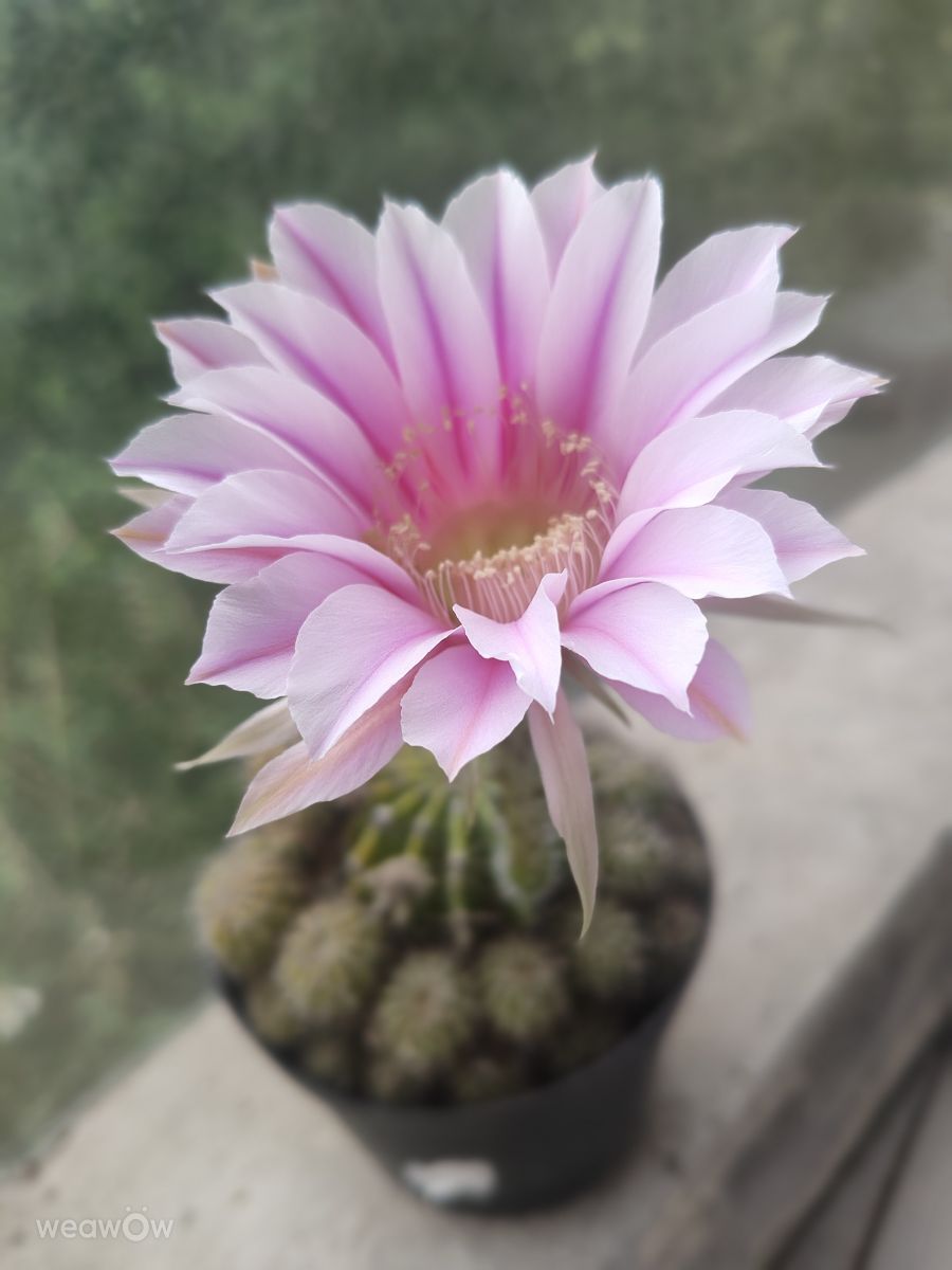 Wetter Photos Florianópolis. Wettervorhersagen mit schönen Fotos von VIAꓨEM_E_HISTÓЯIA