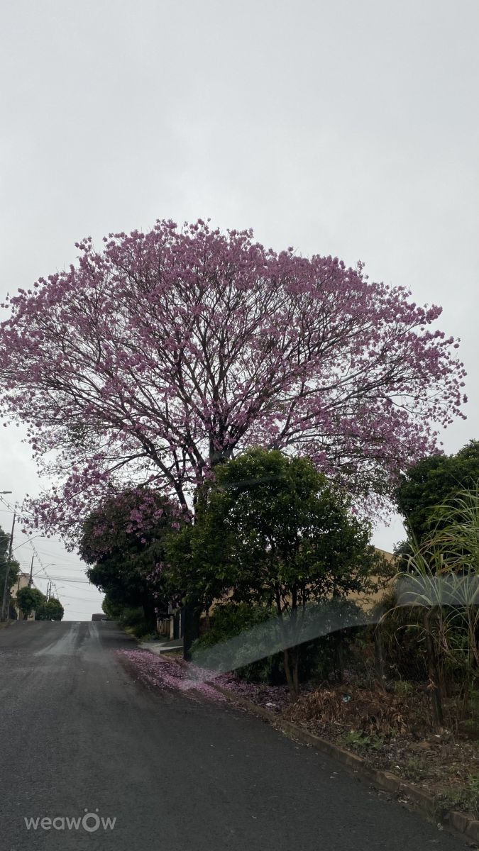 Hình ảnh Thời tiết ở Jandaia do Sul. Dự báo thời tiết với những bức ảnh đẹp của Luiz Carlos