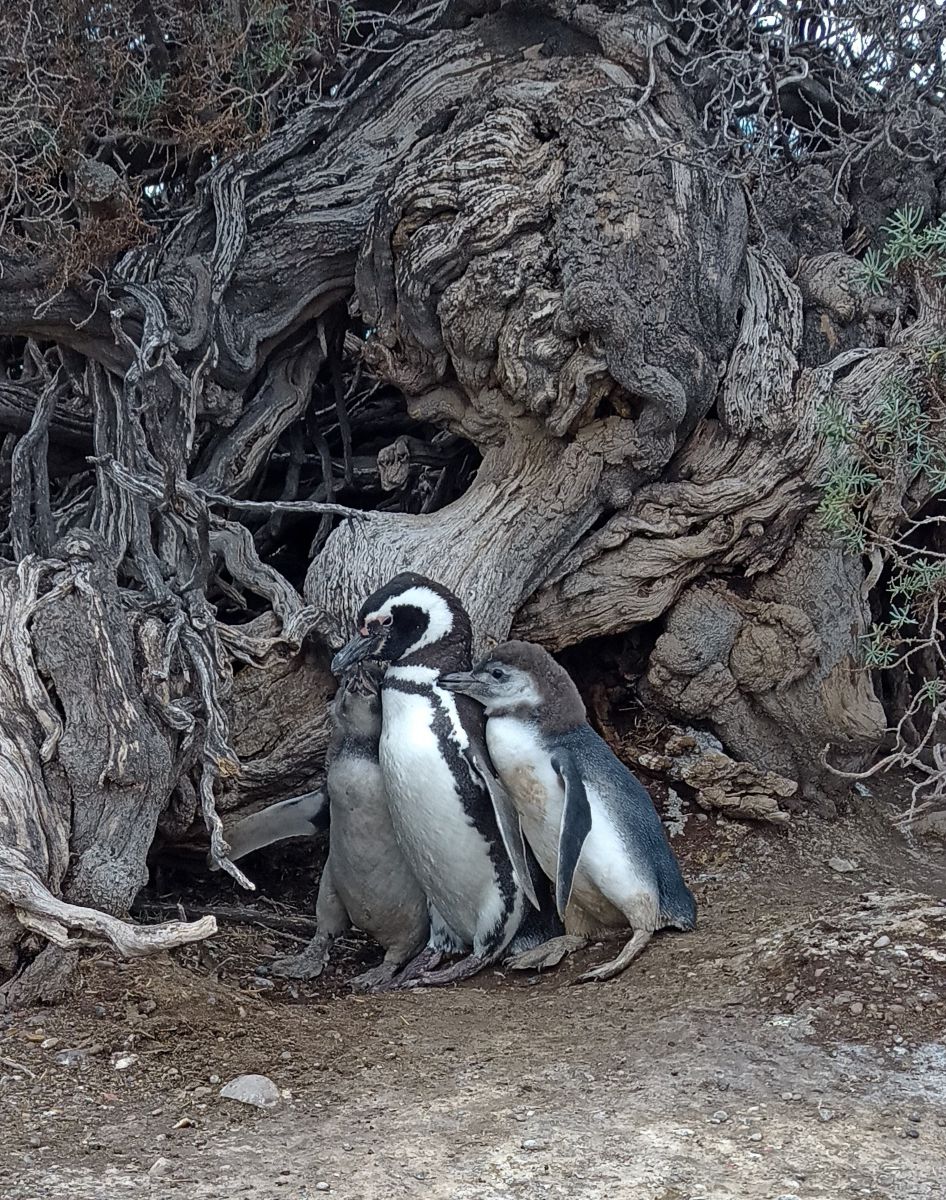 Weather Photos in Chubut. Weather forecasts with beautiful photos by MelLezcano19