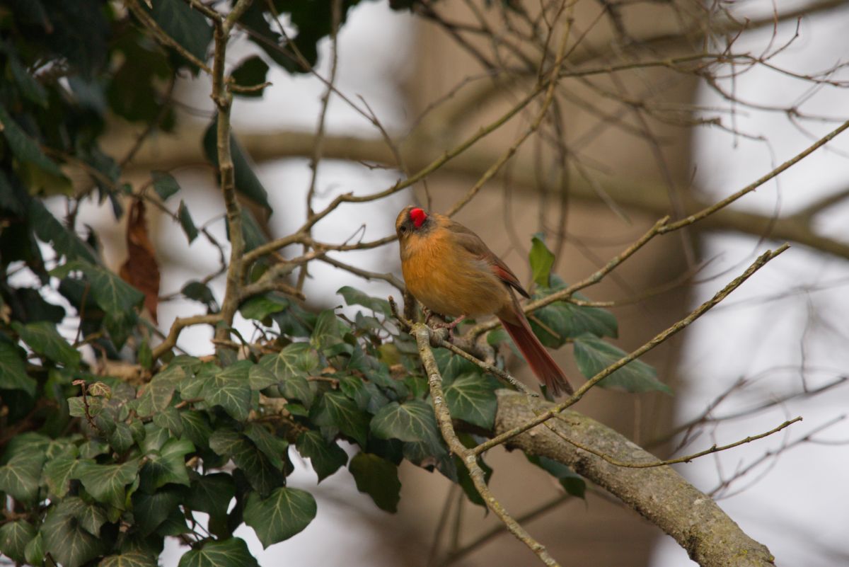 Фотограф krantzjh, Фотографии Погоды в Hanover - Weawow