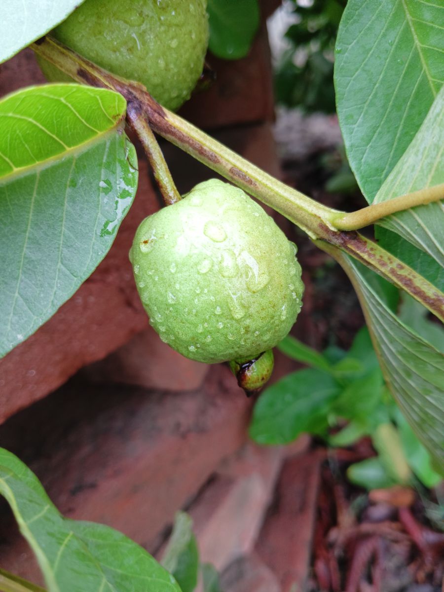 Fotos sobre el clima en Lucknow. Pronósticos del tiempo con hermosas fotos de Prashant0-